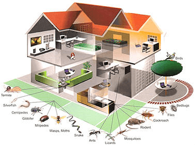 House & Pest Diagram - Pest Control