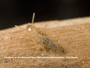 termite termites swarm subterranean