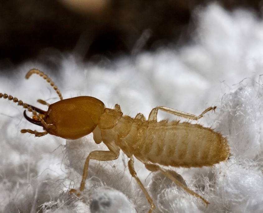 Termites | Pest Control | Parkersburg WV, Marietta & Athens OH