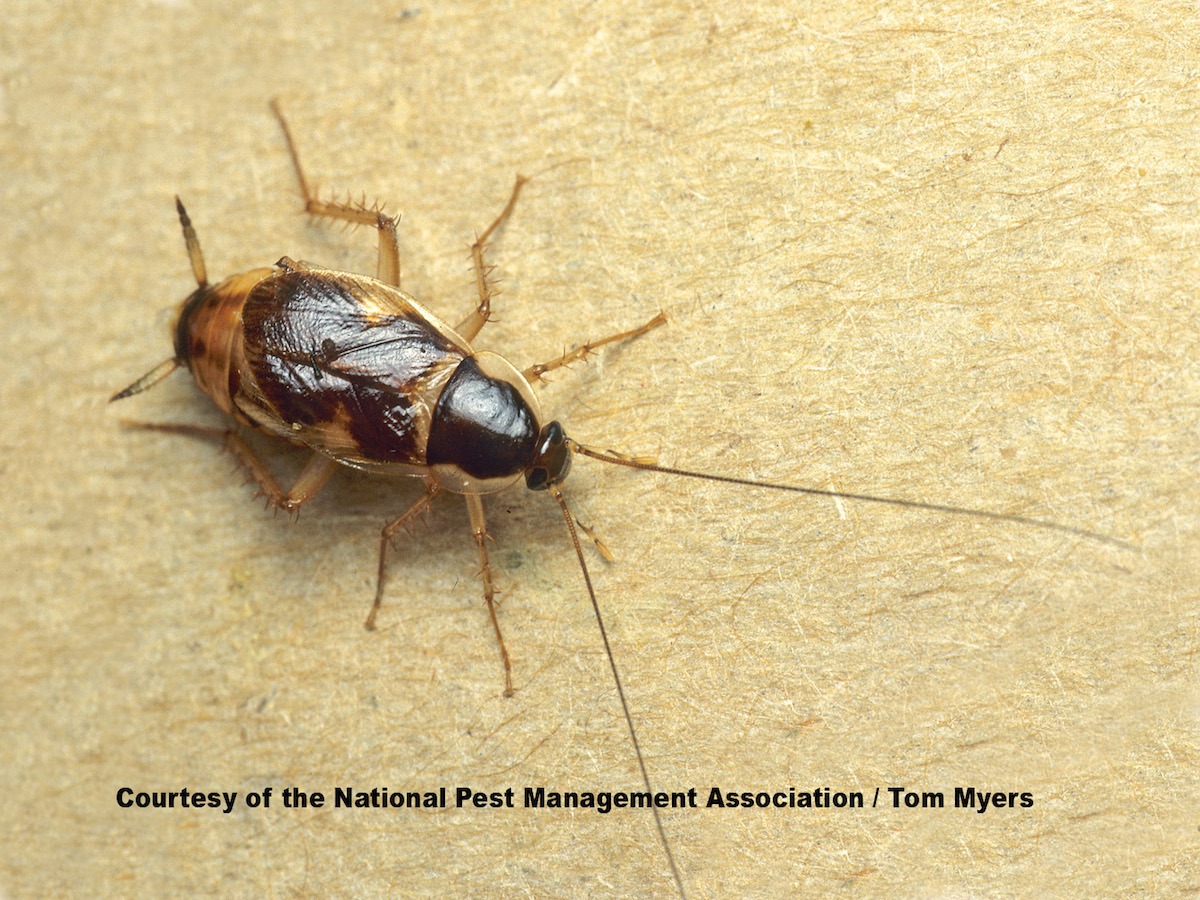Cockroaches Elite Pest Management Llc