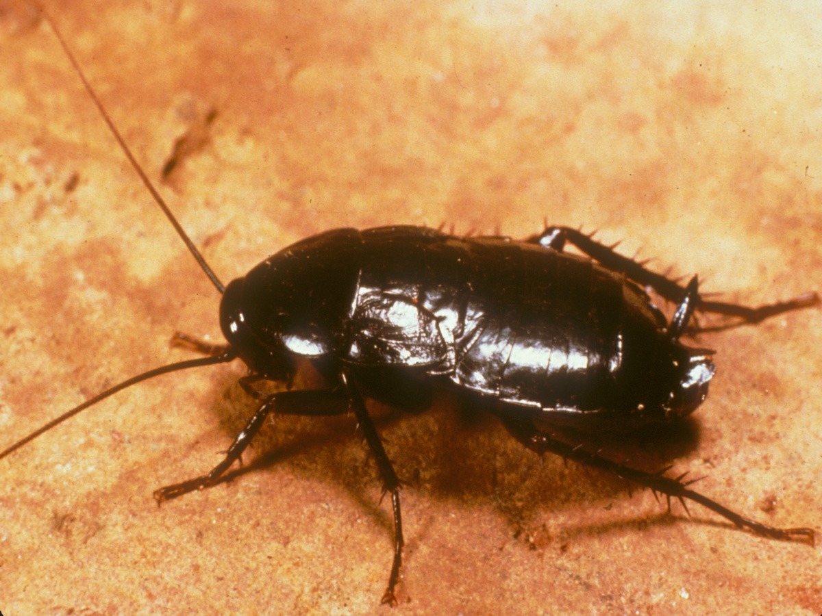 Blatta orientalis таракан