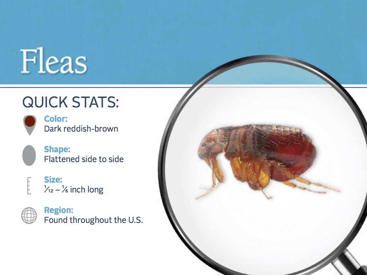 Fleas Siphonaptera Pest Control Parkersburg Marietta Athens